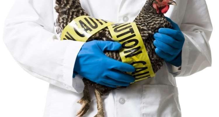 Εν μέσω πανδημίας κορονοϊού, η ΕΕ προειδοποιεί για ξεσπάσματα της γρίπης των πτηνών