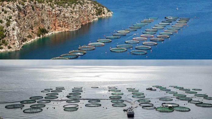 Οργανωμένη Ανάπτυξη Υδατοκαλλιεργειών σε Εύβοια και Βοιωτία Οργανωμένη Ανάπτυξη Υδατοκαλλιεργειών σε Εύβοια και Βοιωτία