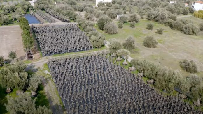 Mεταφύτευση περισσότερων από 3.000 δέντρων στο Ελληνικό από την LAMDA (video) Mεταφύτευση περισσότερων από 3.000 δέντρων στο Ελληνικό από την LAMDA (video)