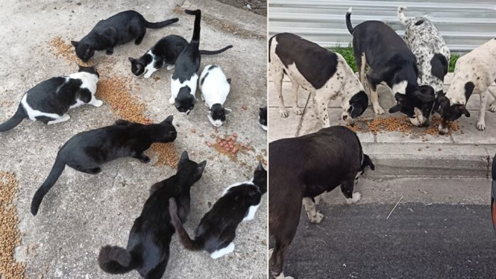 Χορηγία Ζωοτροφών για τα αδέσποτα ζώα από τον ΟΚΑΑ Χορηγία Ζωοτροφών για τα αδέσποτα ζώα από τον ΟΚΑΑ