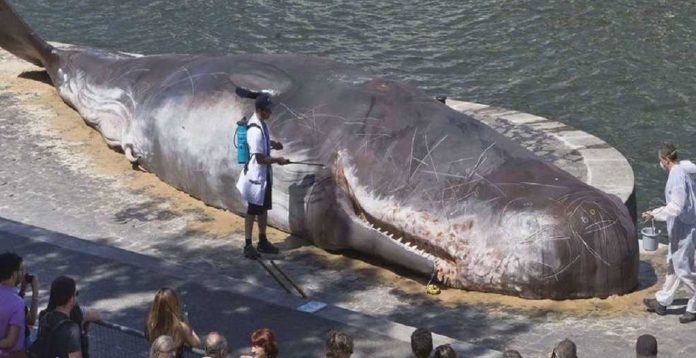 Ασπίδα προστασίας για είδη άγριας θαλάσσιας πανίδας Ασπίδα προστασίας για είδη άγριας θαλάσσιας πανίδας