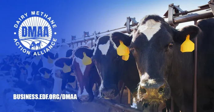 COP28: Οι παγκόσμιες εταιρείες γαλακτοκομικών «συμμαχούν» για να μειώσουν το μεθάνιο COP28: Οι παγκόσμιες εταιρείες γαλακτοκομικών «συμμαχούν» για να μειώσουν το μεθάνιο