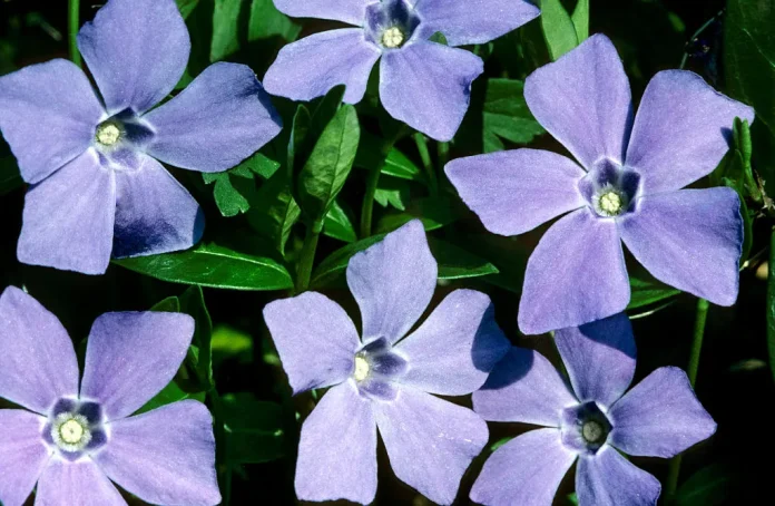 Η Periwinkle φέρνει το αυτο-φιλοξενούμενο social media πιο κοντά στο κοινό Η Periwinkle φέρνει το αυτο-φιλοξενούμενο social media πιο κοντά στο κοινό