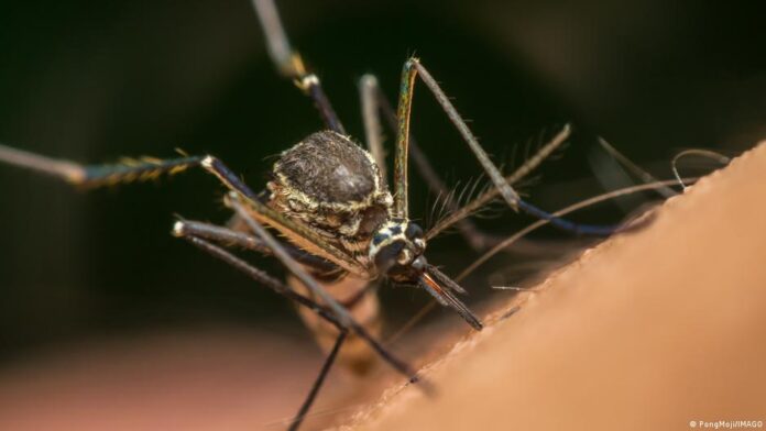 Google OR Γκουγκλ Aedes aegypti Wolbachia kounoupia