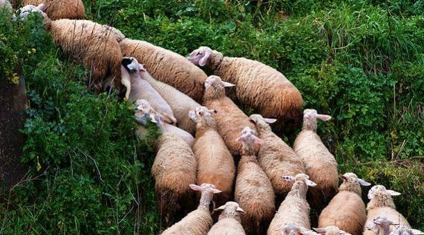 Καββαδάς ζητά ενίσχυση μέτρων βιοασφάλειας στη Λέσβο μέτρα βιοασφάλειας Λέσβος