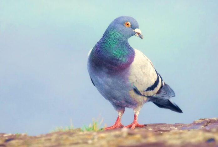 εφαρμογή Roost
