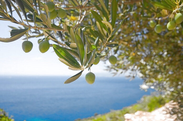 Ελληνικά τρόφιμα κερδίζουν έδαφος στις εξαγωγές προς Καναδά ελληνικές εξαγωγές Καναδάς