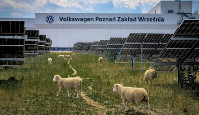 Volkswagen αξιοποιεί πρόβατα για συντήρηση φωτοβολταϊκών πάρκων αγροβολταϊκό σύστημα